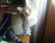 Micina